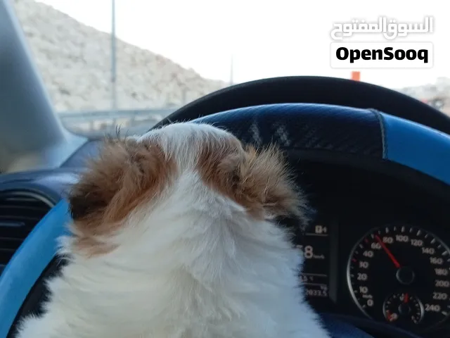 كلاب حجم صغير ما بتكبر
