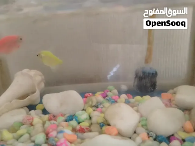 سمك تيترا    ج