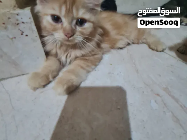 سكوتش ستريت ذكور للبيع