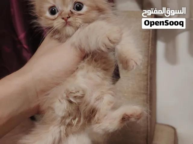 قط هاف بكي