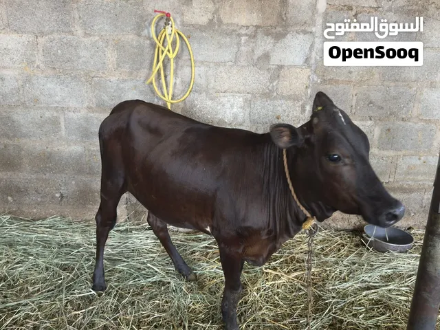 عجله ظفاريه تهجين