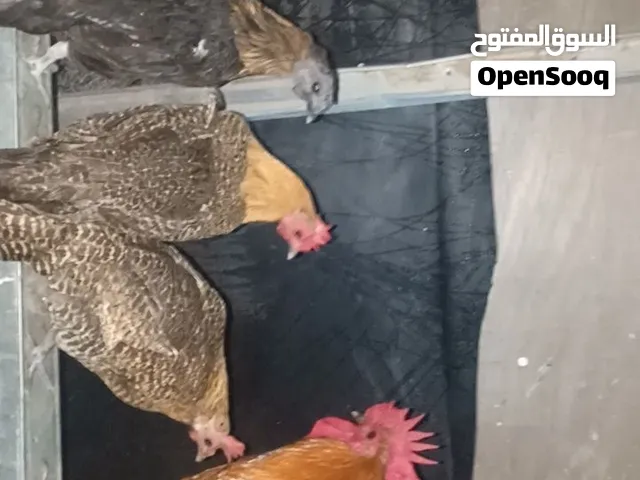 جاج فيومي للبيع عدد 4 و وحدة بلدي وديك فيومي ذهبي