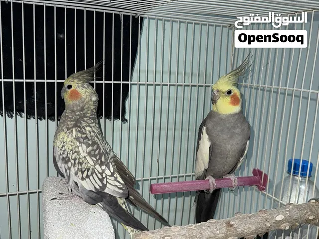 زوج كوكتيل ذكر حبشي أنثى إيزابيل