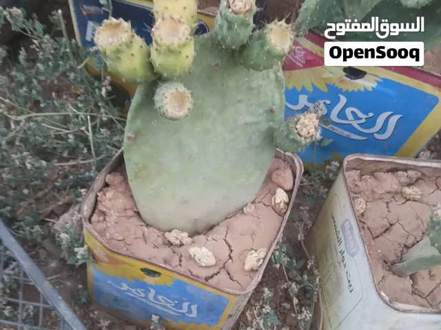 صبر مثمر للبيع