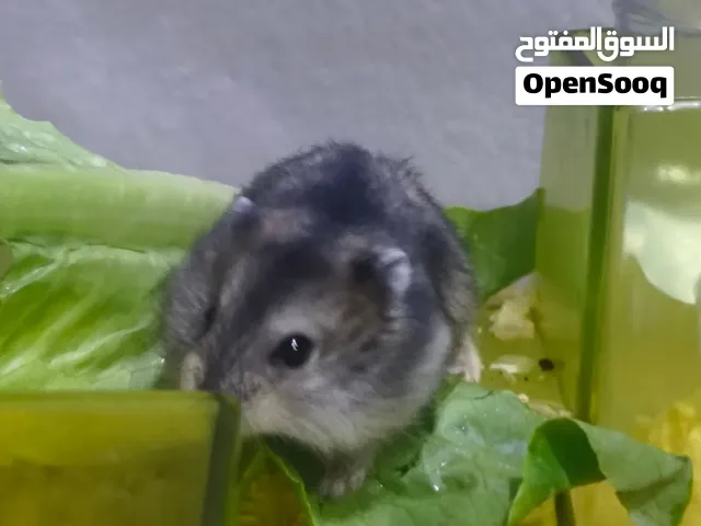 Russian winter white Hamster babies for sale