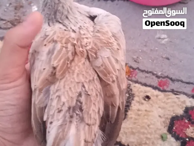 دجاج دندراوي