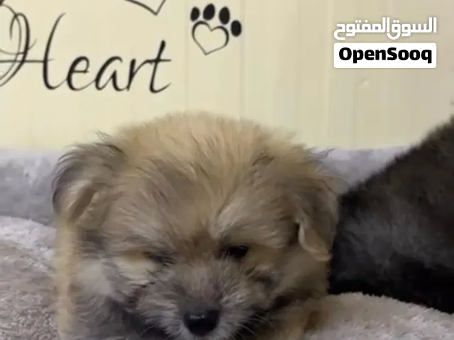 بوميرينيان ذكر وانثى على 3500
