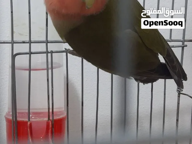 طير روز إنثاية حجم لبداية موسم جديد
