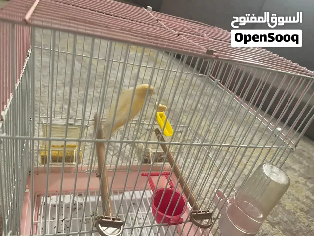 عصفور كناري