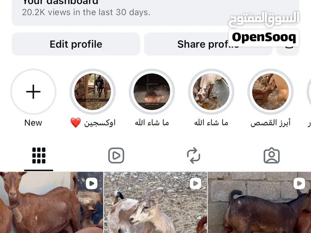 أغنام صلاله للبيع تابع الحساب gh.78.1