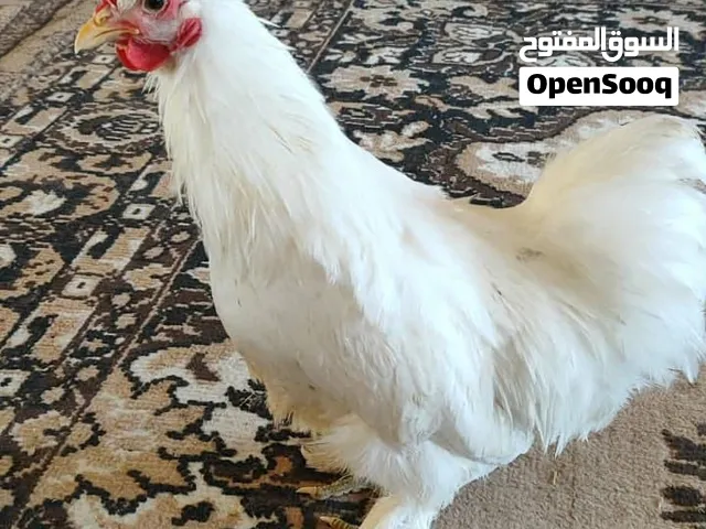 جوز جاج سلطاني