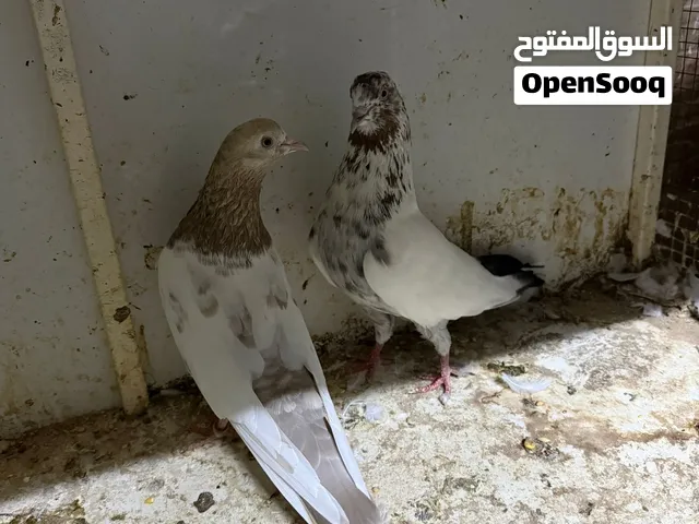 حمام باكستاني
