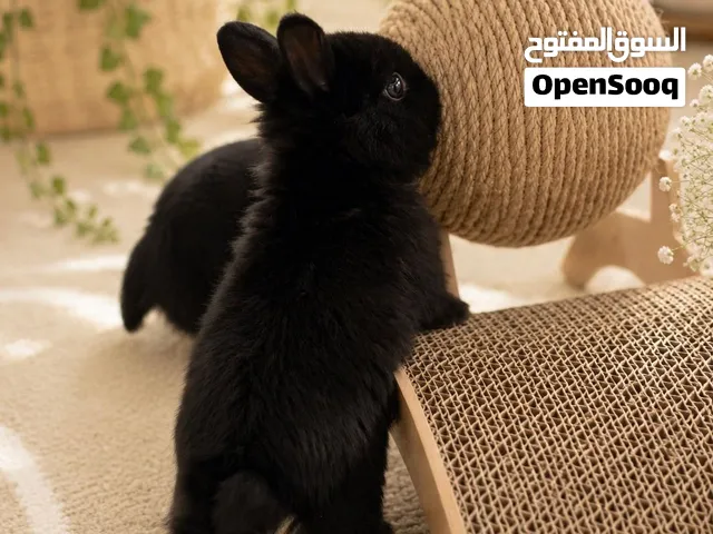 الأرنب القزم