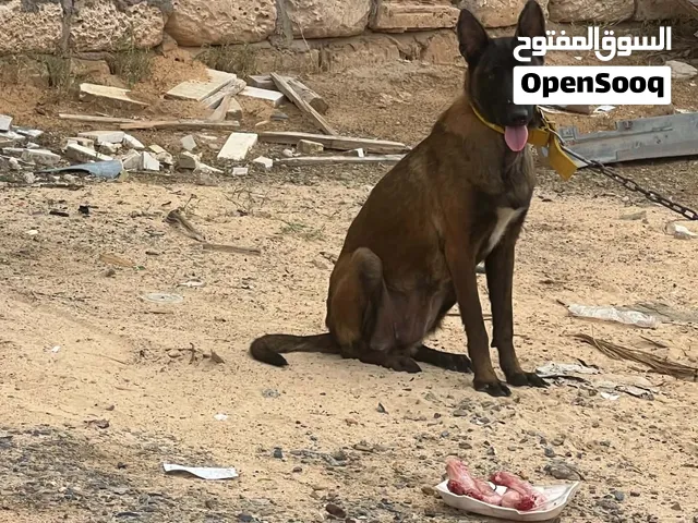 متاح نتاية مالينوا ربي يبارك