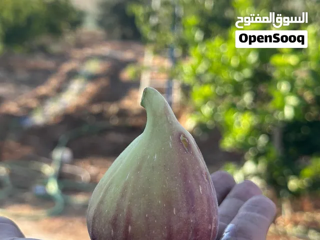 مزرعه للبيع طريق المطار مؤسسة ارض الاحلام العقارية