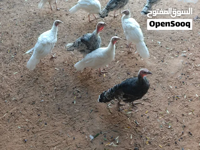 ديك رومي للبيع