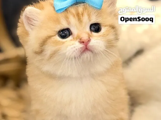 سكوتش استريت وفولد
