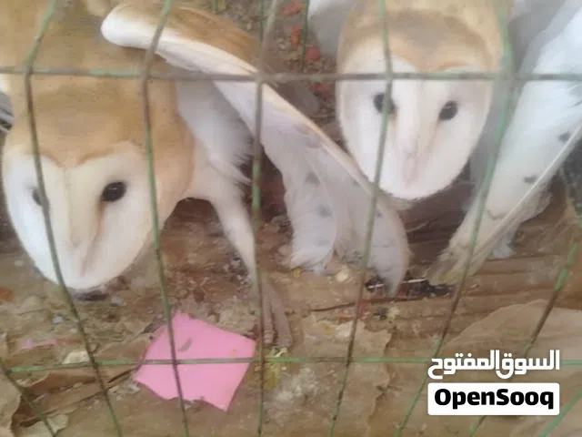 جوز بوم للبيع دكر ونتايه