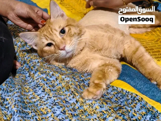 Mix / Domestic cat (orange tabby) for sale