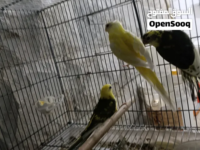 عرض على جوز ببغاء مزامير شغال مع الفرخ وعلى وشك البيض