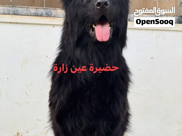 انتاية بلاك رويال موصفات ربي ايبارك