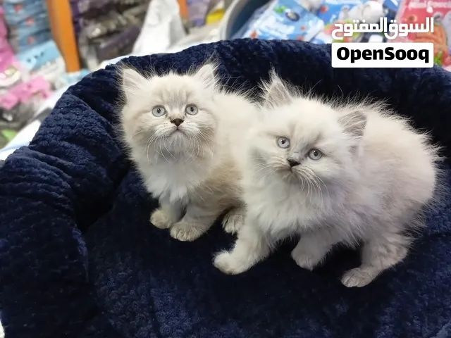 قطط هملايا بلو بوينت عمر شهرين لعوبين وأليفين جداً ومتعودين عاللربوكس والدراي فود بعرض جداً قوي