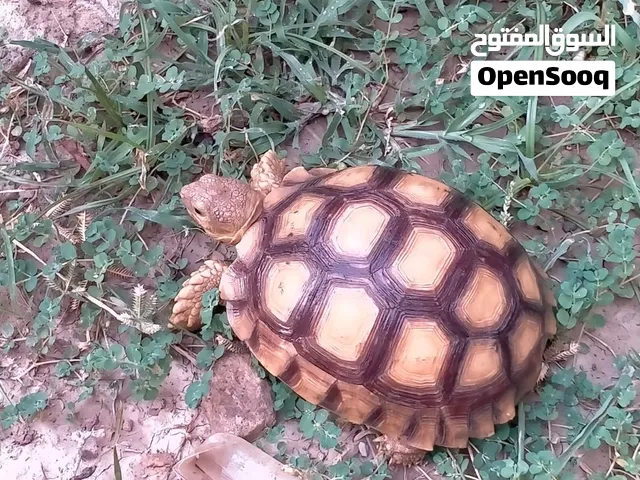 سلاحف السولكاتا العملاقه بصحه جيده سعر ممتاز