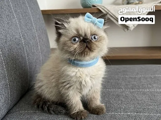 هملايا بيكي فيس