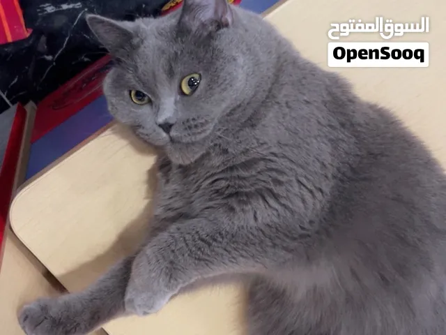 للتبني أنثى سكوتش فولد و ذكر شيرازي مخلوط