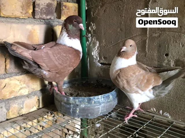 زوج كنك مطاريد الفحل احمر والنثيه اصفر