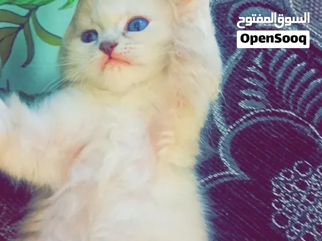 قطط للبيع نوع هملايا
