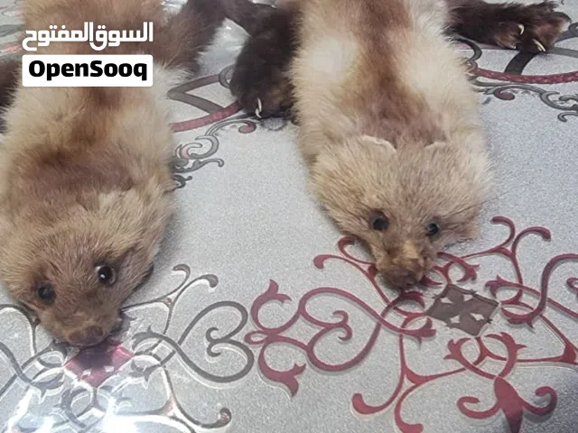فرو ثعلب  كامل اصلي