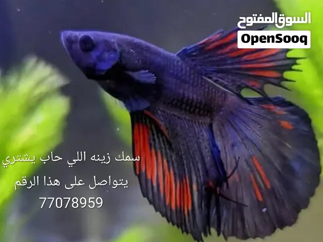 بيع الحيوانات الاليفه
