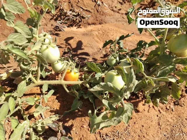 فرصة استثمارية فرصة العمر مزرعة في الريف الشمالي تخفيض السعر  من 380 مليار  الي 250مليار لمدة 4 ايام