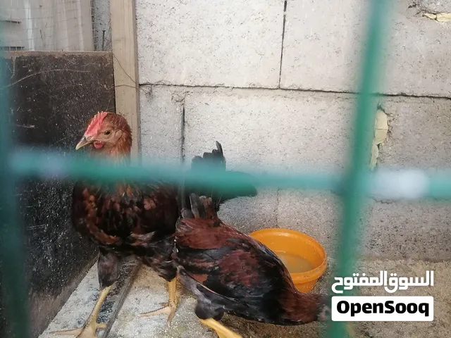 ديجين عربيات   شمسيات   عمر شهرين