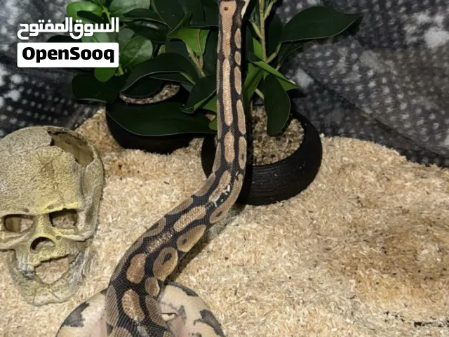 حيه اليفه بول بايثون