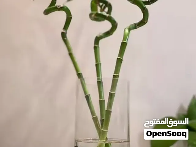 احواض سمك تحتوي على اسماك الفايتر الجميله واعواد البامبو
