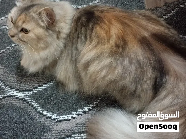 قط شيرازي اصل ذكر لم يسبق له الزواج