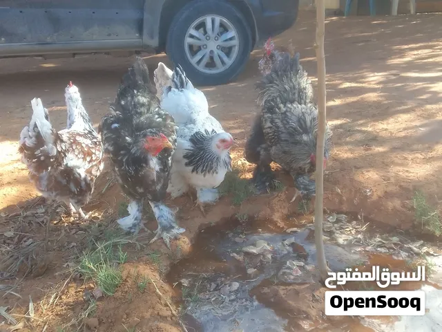 دجاج للبيع