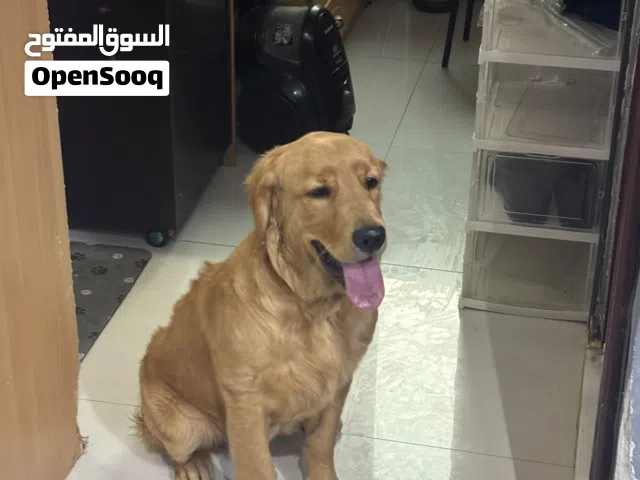 female golden