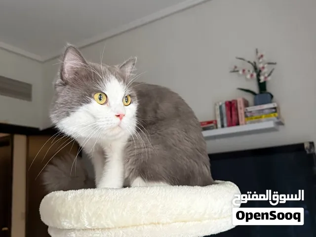 Friendly british shorthair mix looking for a forever home