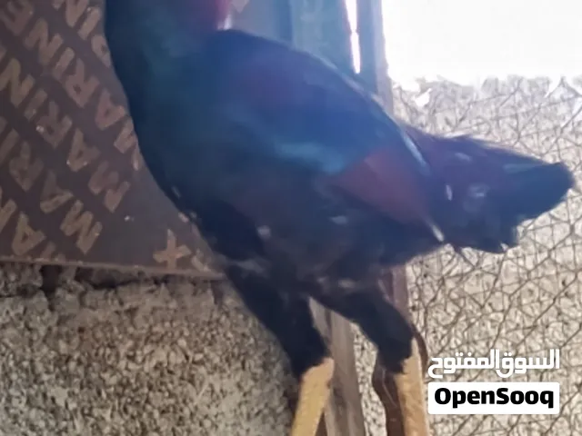 ديك سندي أصل