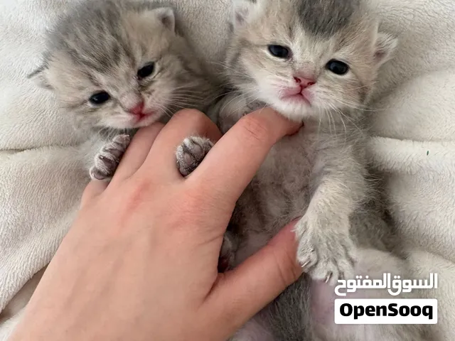 British short hair kittens for sale