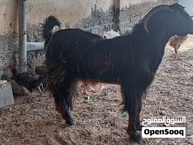 تيس محلي للبيع