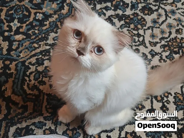 تواصل واتساب قطط هملايا
