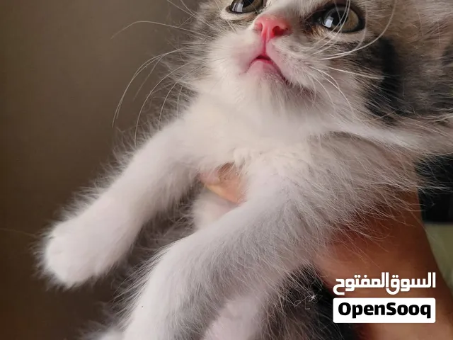 قط هيمالايا للبيع قط قط قط قط
