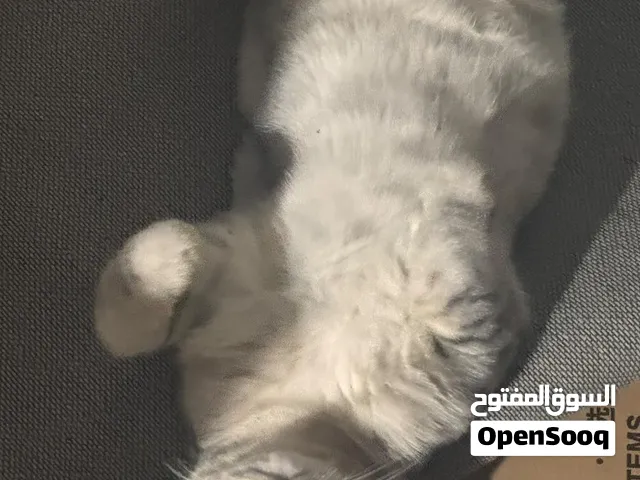قط ذكر زينه ب25
