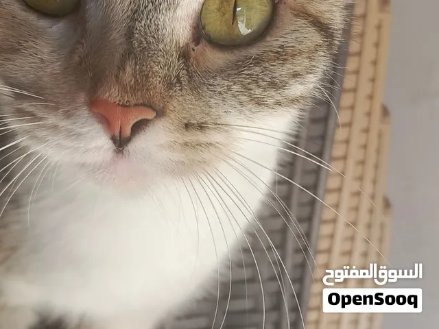 قطط لتبني بسبب رحيل نوعهم قريب من بلدي بس مش بلدي
