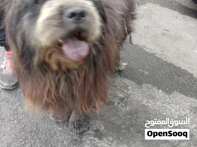 كلب انثى تشاو تشاو لطيفه ذكيه جدا..لون اسود ..لسان ازرق..اصليه