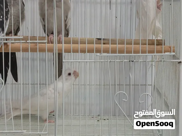 طيور زينه - كوكاتيل - كروان - ببغاء - إنتاج